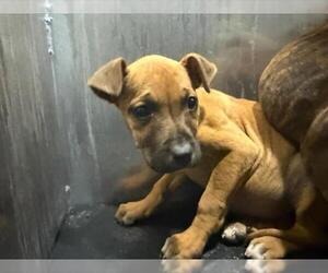 American Staffordshire Terrier-Unknown Mix Dogs for adoption in San Antonio, TX, USA