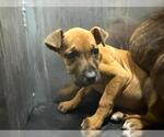 Small American Staffordshire Terrier Mix