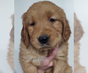 Golden Retriever Puppy for Sale in ARROYO GRANDE, California USA