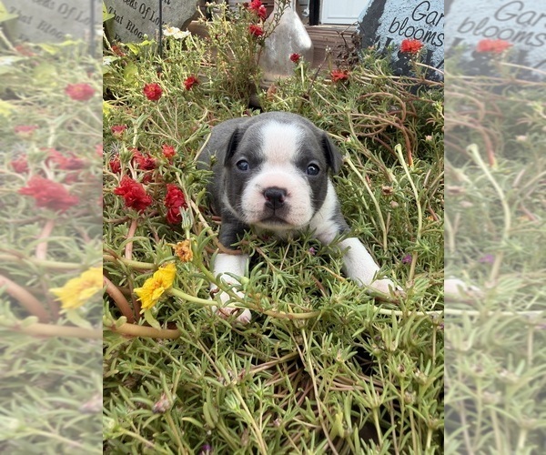 Medium Photo #3 Boston Terrier Puppy For Sale in FREDONIA, KS, USA