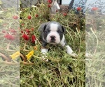 Small #2 Boston Terrier