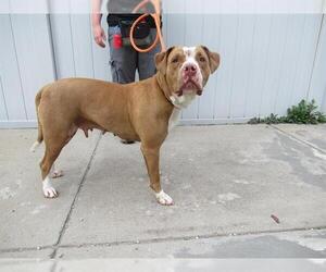 American Pit Bull Terrier-Unknown Mix Dogs for adoption in Louisville, KY, USA