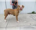Small American Pit Bull Terrier Mix
