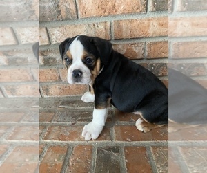 Olde English Bulldogge Puppy for sale in BEECH GROVE, IN, USA