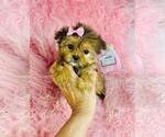 Small #5 Yorkshire Terrier