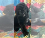Small Photo #11 Bernedoodle Puppy For Sale in BUFFALO GAP, TX, USA