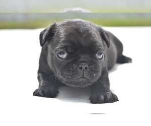 Pug Puppy for Sale in PALM COAST, Florida USA