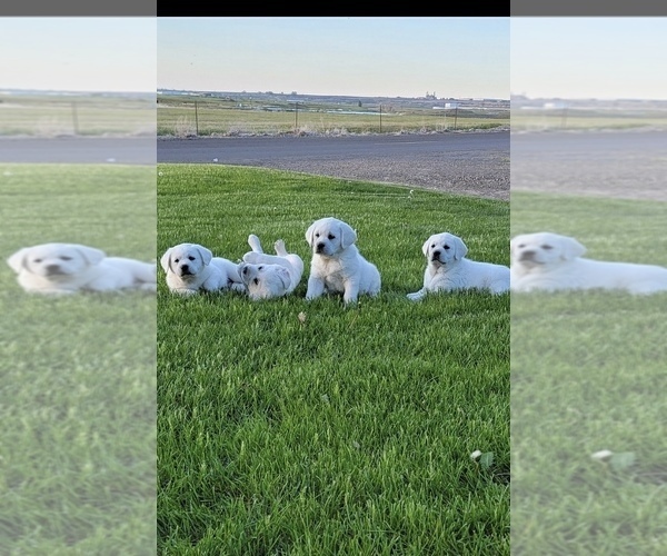 Medium Photo #1 Labrador Retriever Puppy For Sale in OTHELLO, WA, USA