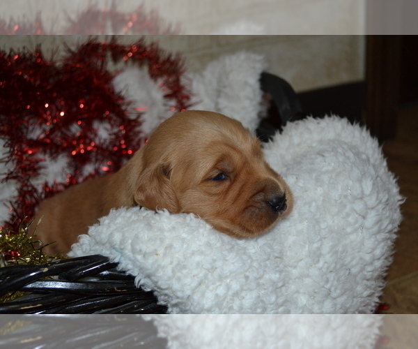 Medium Photo #32 Golden Retriever Puppy For Sale in GREENWOOD, WI, USA