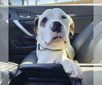 Small #4 Saint Bernard-Staffordshire Bull Terrier Mix