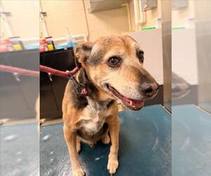 Treeing Walker Coonhound-Unknown Mix Dogs for adoption in Mobile, AL, USA