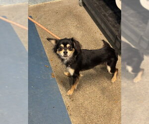 Papillon Dogs for adoption in Woodland, CA, USA