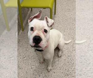American Pit Bull Terrier-Unknown Mix Dogs for adoption in Brighton, CO, USA