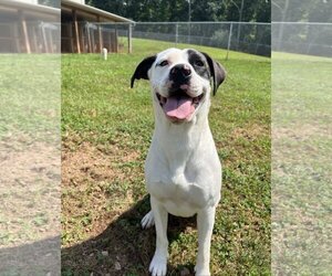 American Pit Bull Terrier-Unknown Mix Dogs for adoption in Harrisville, WV, USA