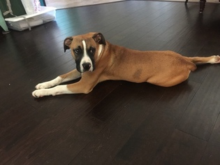 Boxer Dogs for adoption in PRAIRIEVILLE, LA, USA
