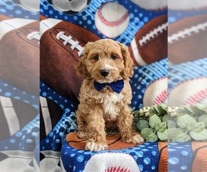 Cock-A-Poo Puppy for sale in NOTTINGHAM, PA, USA