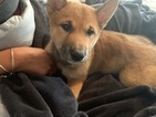 Small Photo #3 Shiba Inu Puppy For Sale in GLENARDEN, MD, USA