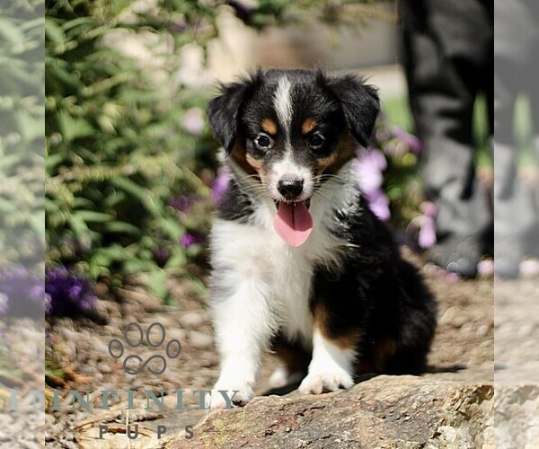 Medium Photo #2 Miniature Australian Shepherd Puppy For Sale in NEW PROVIDENCE, PA, USA
