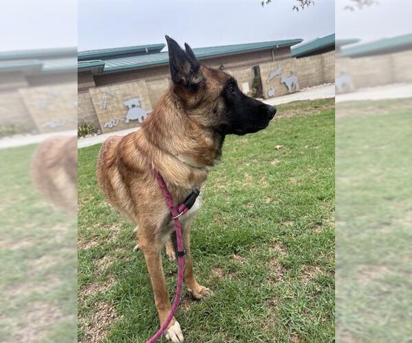 Medium Photo #2 German Shepherd Dog Puppy For Sale in Riverside, CA, USA