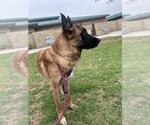 Small Photo #2 German Shepherd Dog Puppy For Sale in Riverside, CA, USA