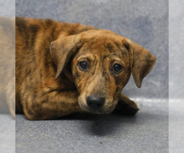 Medium Photo #1 Plott Hound-Unknown Mix Puppy For Sale in San Antonio, TX, USA