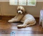 Small Photo #7 Goldendoodle Puppy For Sale in FALMOUTH, VA, USA