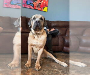 Mutt Dogs for adoption in Goodyear, AZ, USA