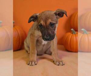 Dorie 26/797 - Female American Pit Bull Terrier-Unknown Mix Dog for Adoption - Photo #4