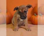 Small Photo #4 American Pit Bull Terrier-Unknown Mix Puppy For Sale in Talladega, AL, USA