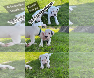 Dogo Argentino Puppy for sale in RICHLAND, WA, USA
