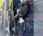 Small #2 Catahoula Leopard Dog Mix