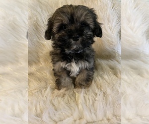 Shih Tzu Puppy for sale in BEECH GROVE, IN, USA