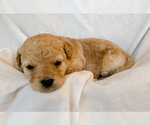 Small #1 Goldendoodle-Poodle (Toy) Mix