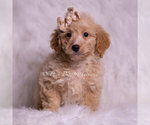 Small Photo #4 Goldendoodle (Miniature) Puppy For Sale in WARSAW, IN, USA