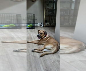 Nugget - Male Labrador Retriever-Rhodesian Ridgeback Mix Dog for Adoption - Photo #30