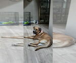 Small #29 Labrador Retriever-Rhodesian Ridgeback Mix