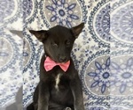 Small Photo #2 Labrador Retriever-Siberian Husky Mix Puppy For Sale in LANCASTER, PA, USA