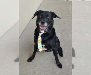 Labrador Retriever-Unknown Mix Dogs for adoption in McKinney, TX, USA