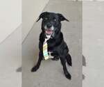 Small Labrador Retriever Mix