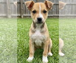 Small #3 Mountain Cur Mix