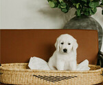 Puppy hunter English Cream Golden Retriever