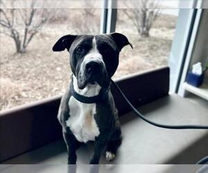 American Bulldog-Unknown Mix Dogs for adoption in Fort Collins, CO, USA