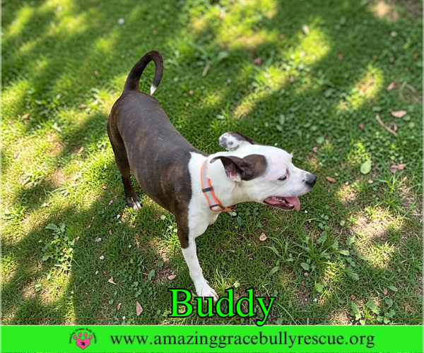 Medium Photo #3 American Pit Bull Terrier-Unknown Mix Puppy For Sale in Milton, FL, USA