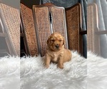 Small Photo #2 Golden Retriever Puppy For Sale in VANCOUVER, WA, USA
