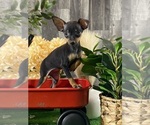 Small Miniature Pinscher