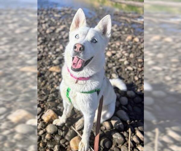 Medium Photo #1 Siberian Husky Puppy For Sale in Brighton, CO, USA