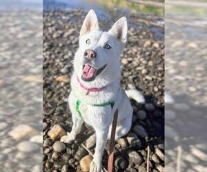 Siberian Husky Dogs for adoption in Brighton, CO, USA