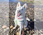 Small Siberian Husky