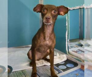 Chihuahua-Unknown Mix Dogs for adoption in San Antonio, TX, USA