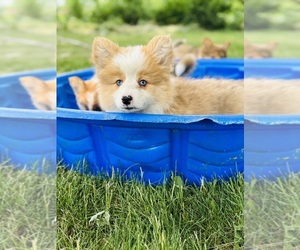 Medium American Corgi